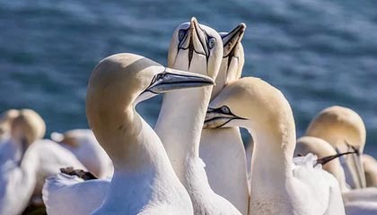 开云iOS-上海VS江苏消极比赛涉及博彩？篮协称调查还未结束